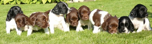 Alle puppies